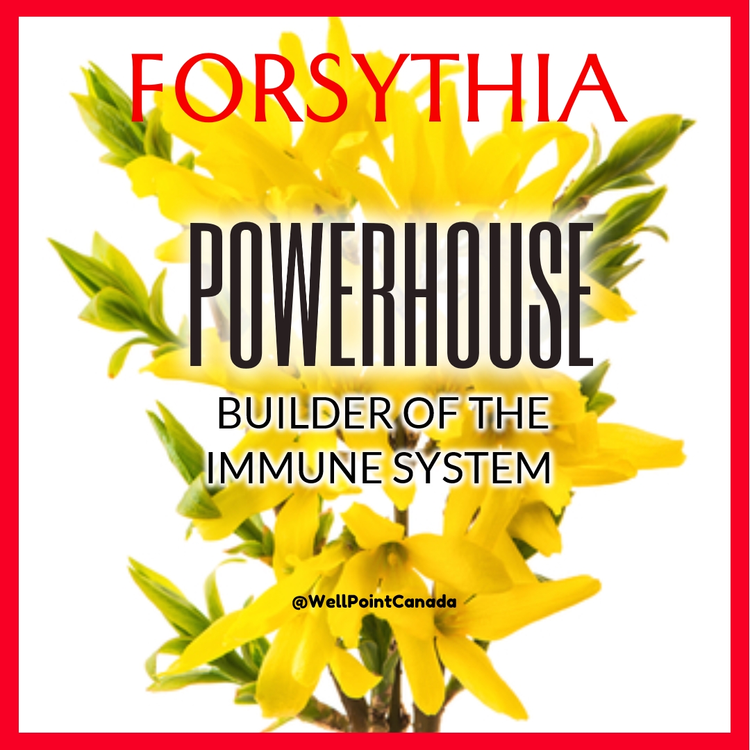FORSYTHIA…POWERHOUSE BUILDER OF THE IMMUNE SYSTEM