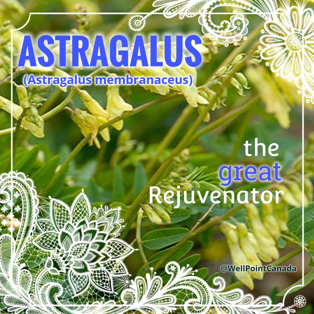 ASTRAGALUS…THE GREAT REJUVENATOR